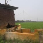 ডিজেলের অভাবে চৌচির মাগুরার ধানক্ষেত : দিশেহারা হাজারো কৃষক