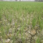 ডিজেলের অভাবে চৌচির মাগুরার ধানক্ষেত: দিশেহারা হাজারো কৃষক