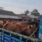 গরুর মাংস বলে ঘোড়া জবাই : হাতেনাতে আটক ৫ : ট্রাকভর্তি ৯টি জীবিত ঘোড়া উদ্ধার
