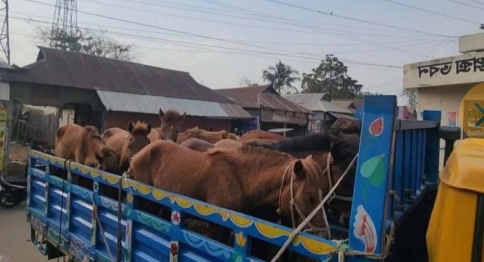 গরুর মাংস বলে ঘোড়া জবাই : হাতেনাতে আটক ৫ : ট্রাকভর্তি ৯টি জীবিত ঘোড়া উদ্ধার