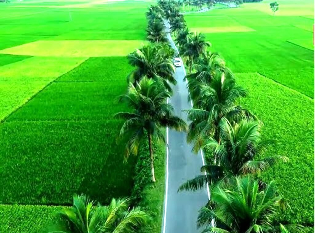 মায়াবী ‘প্যারিস রোড’: ঝিনাইদহে প্রকৃতির কোলে হারিয়ে যাওয়ার নতুন ঠিকানা