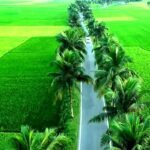 মায়াবী ‘প্যারিস রোড’: ঝিনাইদহে প্রকৃতির কোলে হারিয়ে যাওয়ার নতুন ঠিকানা