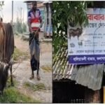 কলাপাড়ায় চোরাই গরু জবাই করে মাংস বিক্রির অভিযোগ