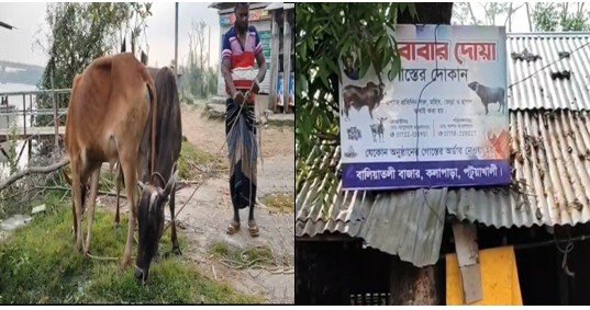 কলাপাড়ায় চোরাই গরু জবাই করে মাংস বিক্রির অভিযোগ