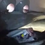 লঞ্চের ধাক্কায় মৎস্য অভিযানের স্পিডবোট উল্টে পুলিশ সদস্য নিখোঁজ !