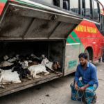 বাসের বক্সে দম বন্ধ হয়ে ৪৭ ছাগলের মৃত্যু