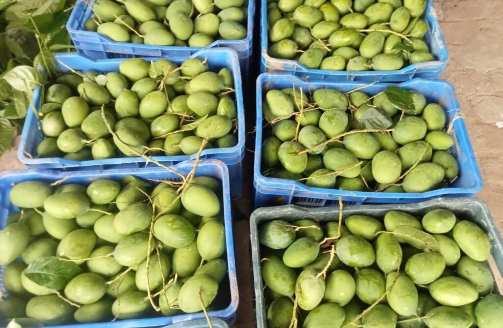 বেলতলা বাজারে আগাম গুটি আমের হাকডাক