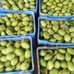 বেলতলা বাজারে আগাম গুটি আমের হাকডাক