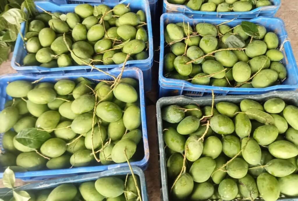 বেলতলা বাজারে আগাম গুটি আমের হাকডাক