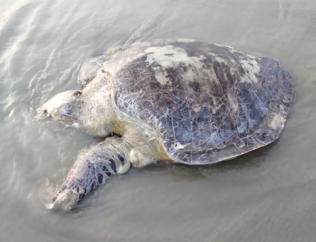 ফের ভেসে এলো ৪০ কেজির অলিভ রিডলি মা কচ্ছপ