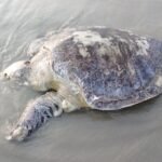 ফের ভেসে এলো ৪০ কেজির অলিভ রিডলি মা কচ্ছপ