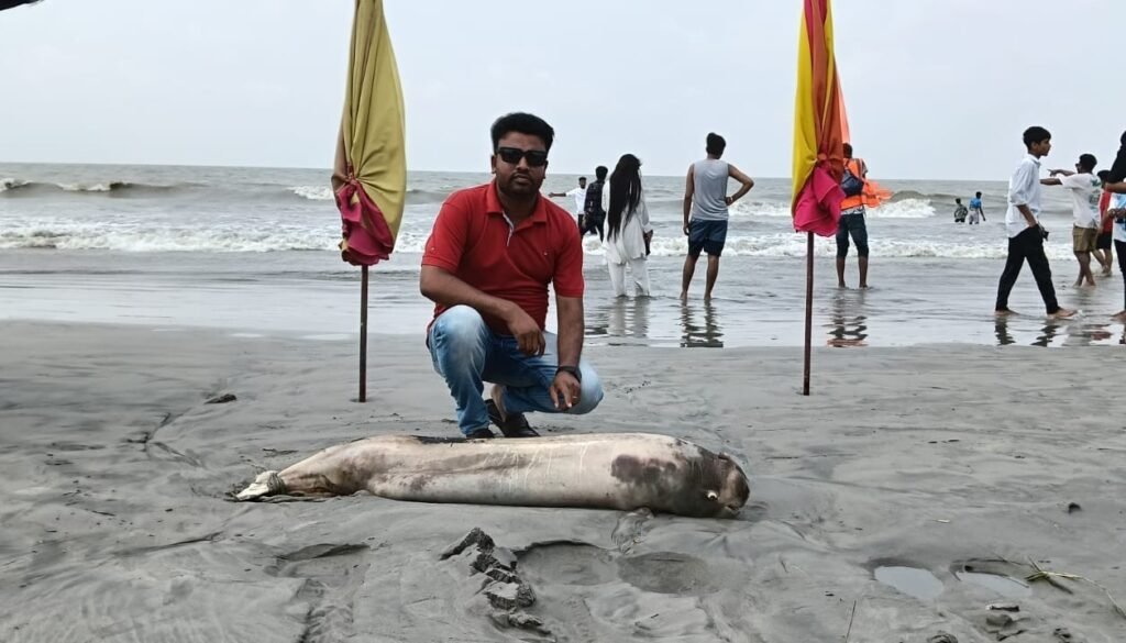 এবার কুয়াকাটা সৈকতে ভেসে এলো মৃত ইরাবতী ডলফিন