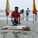 এবার কুয়াকাটা সৈকতে ভেসে এলো মৃত ইরাবতী ডলফিন