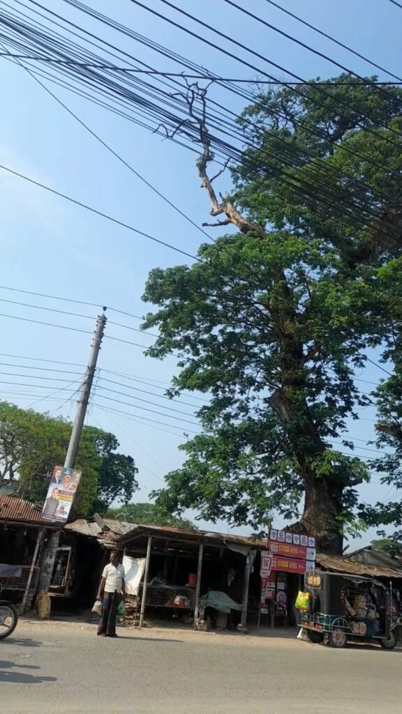 কালীগঞ্জে ‘মরণফাঁদ’ হয়ে ঝুলে আছে শতবর্ষী গাছের ডাল