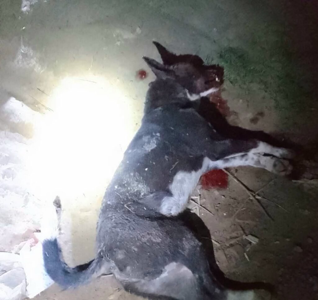 কালীগঞ্জে পাগলা কুকুরের তাণ্ডব: শিশুসহ আহত ২৩