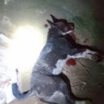 কালীগঞ্জে পাগলা কুকুরের তাণ্ডব: শিশুসহ আহত ২৩