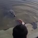 বাগেরহাটে কুমিরের হাতে শিকার হওয়া কুকুরের ময়নাতদন্ত