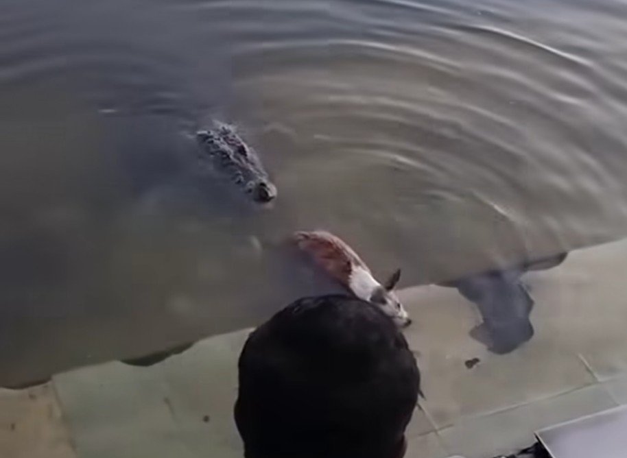 বাগেরহাটে কুমিরের হাতে শিকার হওয়া কুকুরের ময়নাতদন্ত