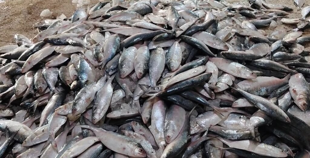 বৈশাখের ইলিশ যেন সোনার হরিণ।