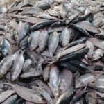 বৈশাখের ইলিশ যেন সোনার হরিণ।