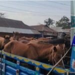 প্রশংসার ঘোড়া এখন গলার কাঁটা : থানার ওসি প্রত্যাহার