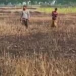 এক নিমিষেই ছাই ৭০ বিঘা জমির গম!