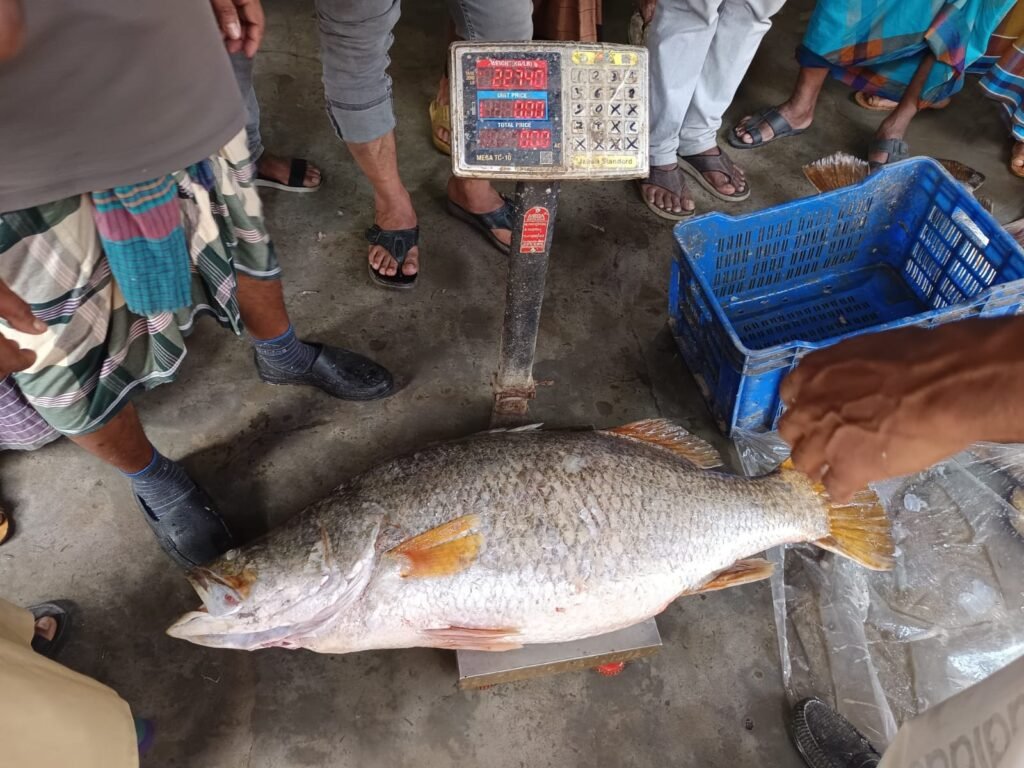 জেলের জালে ২৩কেজির বিশাল কোরাল