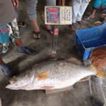 জেলের জালে ২৩কেজির বিশাল কোরাল